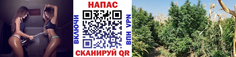 Шишки марихуана план Красногорск